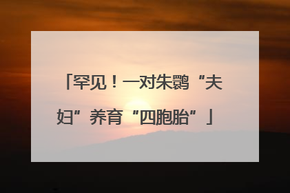罕见！一对朱鹮“夫妇”养育“四胞胎”